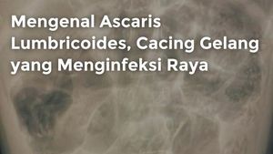 Video: Mengenal Ascaris Lumbricoides, Cacing Gelang yang Menginfeksi Raya