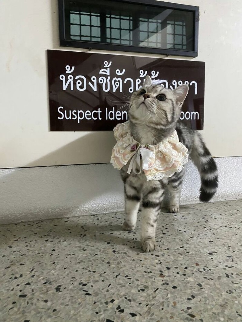 Seekor kucing berkeliaran di Bangkok, kemudian diamankan polisi. Eh, petugasnya malah dicakar-cakar. Langsung deh, diproses!