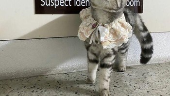 Kucing menggemaskan pakai renda-renda di lehernya ini berujung masuk kantor polisi. Foto: Facebook/Da Parinda Pakeesuk