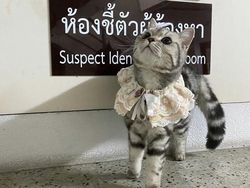 Kucing Ditangkap karena Cakar-cakar Polisi, Langsung Diproses