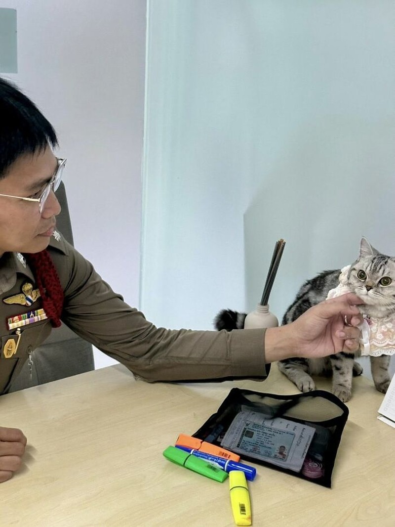 Seekor kucing berkeliaran di Bangkok, kemudian diamankan polisi. Eh, petugasnya malah dicakar-cakar. Langsung deh, diproses!