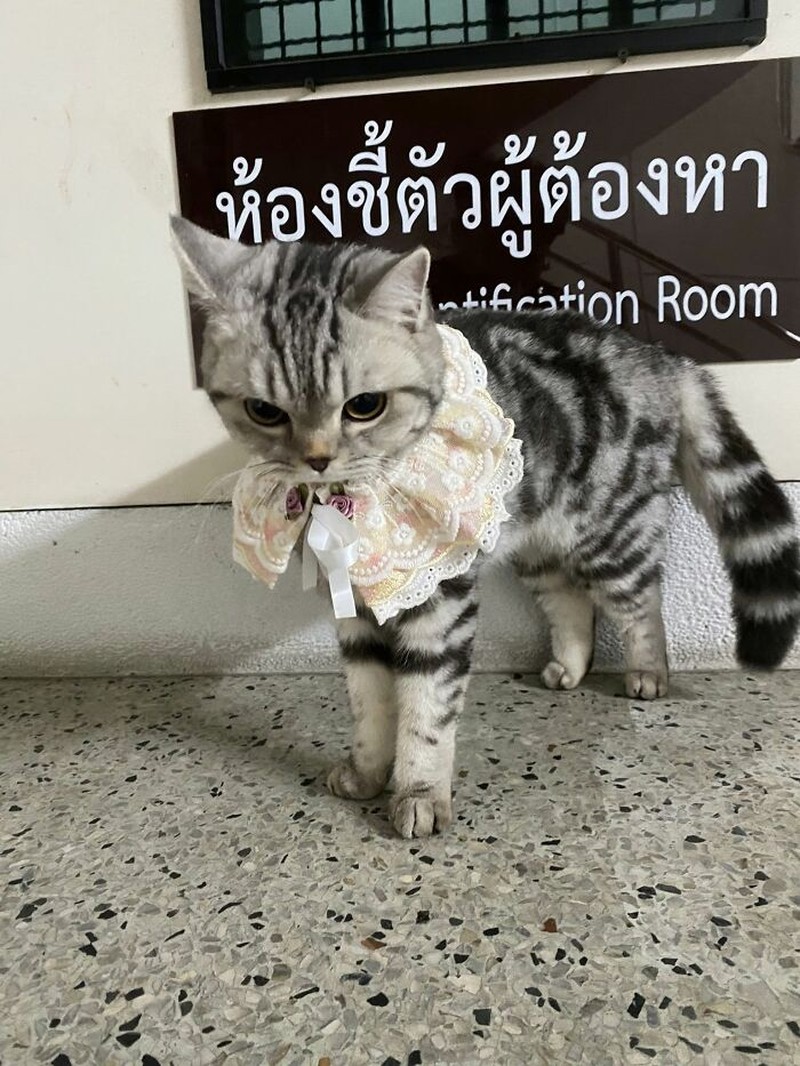 Seekor kucing berkeliaran di Bangkok, kemudian diamankan polisi. Eh, petugasnya malah dicakar-cakar. Langsung deh, diproses!