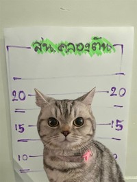 Seekor kucing berkeliaran di Bangkok, kemudian diamankan polisi. Eh, petugasnya malah dicakar-cakar. Langsung deh, diproses!