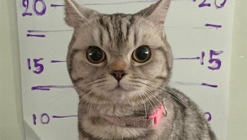 Akhirnya dia pun harus difoto sebagai pelaku kriminal. Foto: Facebook/Da Parinda Pakeesuk