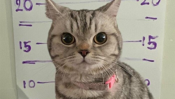 Kucing Ditangkap karena Cakar-cakar Polisi, Langsung Diproses
