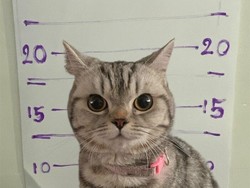 Kucing Ditangkap karena Cakar-cakar Polisi, Langsung Diproses