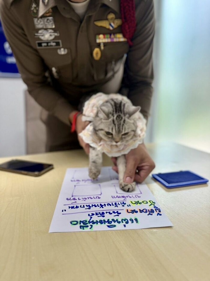 Seekor kucing berkeliaran di Bangkok, kemudian diamankan polisi. Eh, petugasnya malah dicakar-cakar. Langsung deh, diproses!