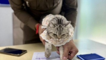 Ada ratusan pesan yang masuk untuk mengetahui lebih lanjut soal siapa kucing kriminal itu. Foto: Facebook/Da Parinda Pakeesuk