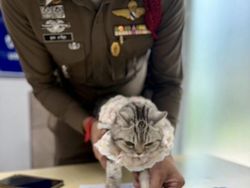 Kucing Ditangkap karena Cakar-cakar Polisi, Langsung Diproses