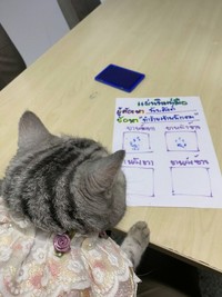 Seekor kucing berkeliaran di Bangkok, kemudian diamankan polisi. Eh, petugasnya malah dicakar-cakar. Langsung deh, diproses!
