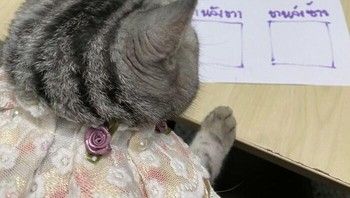 Begini bentuk paw print-nya. Foto: Facebook/Da Parinda Pakeesuk