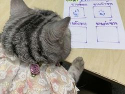 Kucing Ditangkap karena Cakar-cakar Polisi, Langsung Diproses