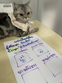 Seekor kucing berkeliaran di Bangkok, kemudian diamankan polisi. Eh, petugasnya malah dicakar-cakar. Langsung deh, diproses!