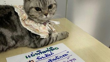 Diketahui pada akhirnya bahwa kucing itu bernama Nub Tang. Foto: Facebook/Da Parinda Pakeesuk