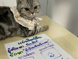 Kucing Ditangkap karena Cakar-cakar Polisi, Langsung Diproses