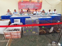 Polda Kepri Gagalkan Penyelundupan 2.020 Telur Penyu-Satwa Dilindungi