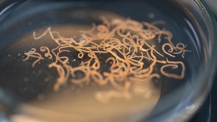 Ascariasis is a disease caused by the parasitic roundworm Ascaris lumbricoides for education in laboratories.