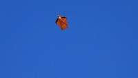 Pada usia 35 tahun, Wallis telah menjadi salah satu wingsuit flyer tercepat di dunia, mencapai kecepatan hingga 230 km/jam (143 mph). REUTERS/Esa Alexander  