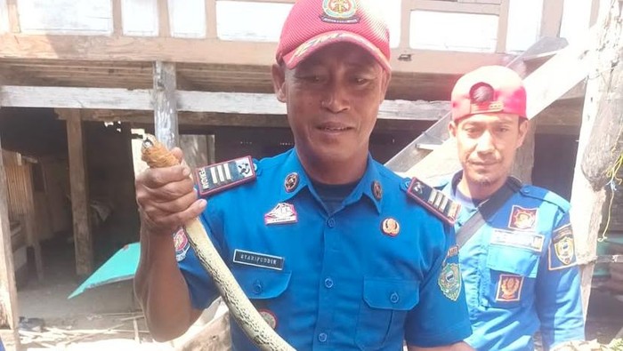 Damkar Barru evakuasi ular piton sepanjang 3 meter yang masuk rumah warga.