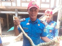 Ular Piton 3 Meter Melingkar di Tiang Rumah Warga, Damkar Barru Evakuasi