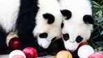 Gemasnya Panda Kembar Pertama Jerman Rayakan Ultah Ke-1
