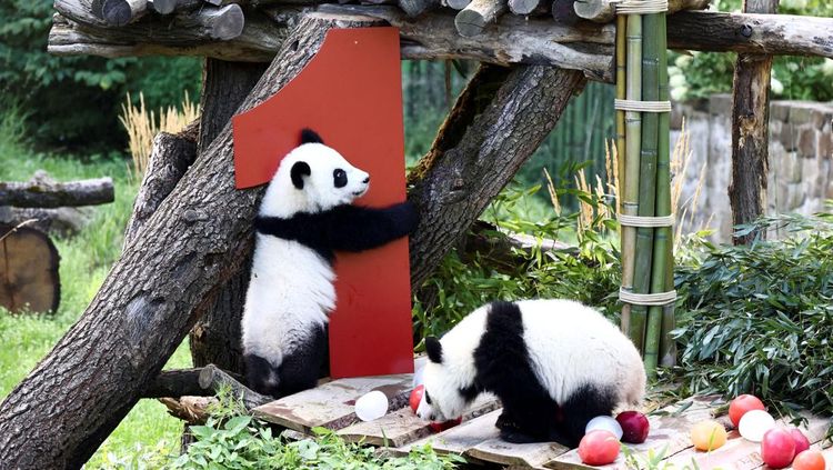 Gemasnya Panda Kembar Pertama Jerman Rayakan Ultah Ke-1