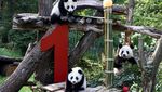 Gemasnya Panda Kembar Pertama Jerman Rayakan Ultah Ke-1