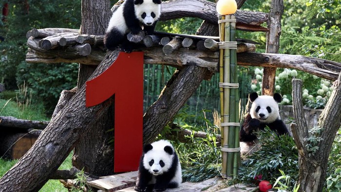 Female giant panda twins Leni and Lotti and their mother Meng Meng gather next to a cutout of the number one, on the day Leni and Lotti turn one year old, at Zoo Berlin, in Berlin, Germany, August 22, 2025. REUTERS/Liesa Johannssen