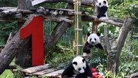Dalam perayaan, pihak kebun binatang memberikan kue ulang tahun berupa es berisi buah-buahan favorit kedua panda. Leni dan Lotti tampak bermain riang di sekitar kue yang disiapkan untuk mereka. REUTERS/Liesa Johannssen