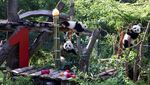 Gemasnya Panda Kembar Pertama Jerman Rayakan Ultah Ke-1