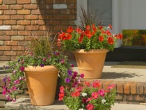 Kenapa Tanaman Hias Cepat Layu dan Mati? Ini 5 Penyebabnya