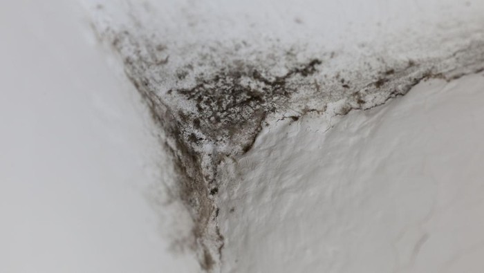 Kenali jamur black mold