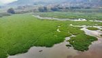 Lautan Eceng Gondok Tutupi Waduk Selorejo Malang