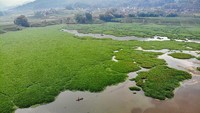 Masifnya pertumbuhan gulma air tersebut menimbulkan kekhawatiran serius. Waduk yang berfungsi sebagai sumber irigasi pertanian, perikanan, sekaligus destinasi pariwisata itu terancam mengalami pendangkalan lebih cepat akibat endapan material organik dari tanaman liar tersebut. ANTARA FOTO/Muhammad Mada