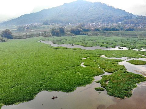 Lautan Eceng Gondok Tutupi Waduk Selorejo Malang Foto udara kondisi Waduk Selorejo di Kabupaten Malang, Jawa Timur, Jumat (22/8/2025).Masifnya pertumbuhan tanaman gulma eceng gondok di waduk seluas sekitar 650 hektare yang berfungsi sebagai irigasi pertanian, perikanan, dan pariwisata itu dikhawatirkan akan menyebabkan pendangkalan. ANTARA FOTO/Muhammad Mada