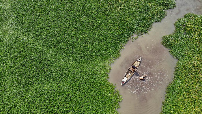 Lautan Eceng Gondok Tutupi Waduk Selorejo Malang Foto udara kondisi Waduk Selorejo di Kabupaten Malang, Jawa Timur, Jumat (22/8/2025).Masifnya pertumbuhan tanaman gulma eceng gondok di waduk seluas sekitar 650 hektare yang berfungsi sebagai irigasi pertanian, perikanan, dan pariwisata itu dikhawatirkan akan menyebabkan pendangkalan. ANTARA FOTO/Muhammad Mada