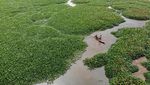 Lautan Eceng Gondok Tutupi Waduk Selorejo Malang