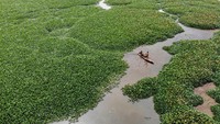 Kondisi ini tidak hanya mengganggu daya tampung waduk, tetapi juga berpotensi merusak ekosistem perairan serta menurunkan produktivitas nelayan setempat. Jika tidak segera ditangani, keberadaan eceng gondok dikhawatirkan akan mengurangi peran vital waduk bagi kebutuhan masyarakat sekitar. ANTARA FOTO/Muhammad Mada