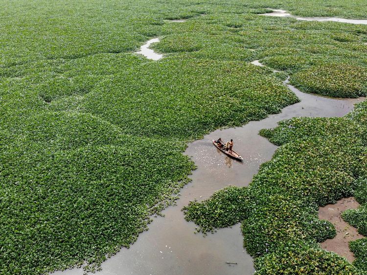 Lautan Eceng Gondok Tutupi Waduk Selorejo Malang