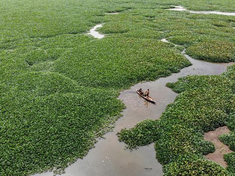 Lautan Eceng Gondok Tutupi Waduk Selorejo Malang Foto udara kondisi Waduk Selorejo di Kabupaten Malang, Jawa Timur, Jumat (22/8/2025).Masifnya pertumbuhan tanaman gulma eceng gondok di waduk seluas sekitar 650 hektare yang berfungsi sebagai irigasi pertanian, perikanan, dan pariwisata itu dikhawatirkan akan menyebabkan pendangkalan. ANTARA FOTO/Muhammad Mada