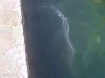 Lendir Misterius Bikin Geger Pantai Populer Turis di Malta, Berbau Amis