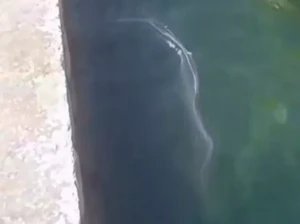 Lendir Misterius Bikin Geger Pantai Populer Turis di Malta, Berbau Amis