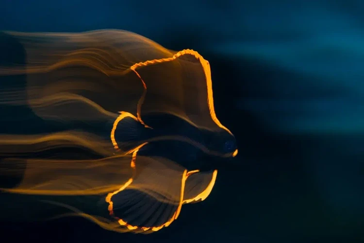 Ocean Photographer of the Year 2025 Ocean Photographer of the Year 2025