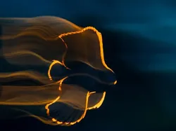 Karya Luar Biasa Finalis Kontes Fotografer Laut, Banyak di Indonesia