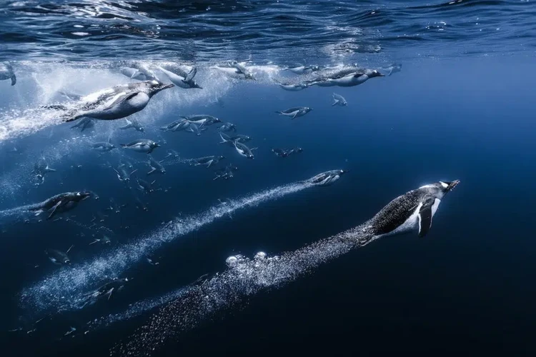 Ocean Photographer of the Year 2025 Ocean Photographer of the Year 2025
