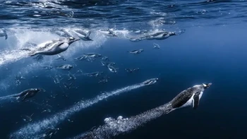 Nama: Romain Barats Lokasi: Antartika “Sungguh menakjubkan betapa cepatnya penguin gentoo membangun koloni selama musim panas di Semenanjung Antartika,” kata Barats. “Pelabuhan Charcot biasanya merupakan tempat yang baik untuk ini. Teluk terlindung yang dikelilingi pegunungan dan gunung es ini merupakan tempat yang sempurna bagi gentoo. Kami melabuhkan perahu layar kami di teluk ini selama tiga hari, dekat koloni. Kami turun ke air setiap hari untuk menikmati pemandangan burung-burung yang sangat ingin tahu ini, yang datang untuk memeriksa kami berkali-kali. Meskipun canggung di darat, burung-burung ini cepat dan lincah di air.” Foto: Ocean Photographer of the Year