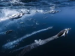 Karya Luar Biasa Finalis Kontes Fotografer Laut, Banyak di Indonesia