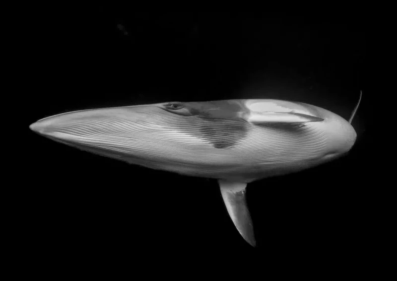 Ocean Photographer of the Year 2025