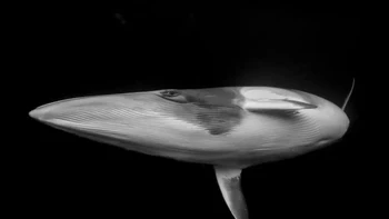 Nama: Marcia Riederer. Lokasi: Australia. “Paus minke kerdil diketahui mengunjungi Great Barrier Reef bagian utara selama musim dingin, menjadikannya satu-satunya tempat berkumpulnya paus-paus ini yang dapat diprediksi di dunia,” kata Riederer. Foto: Ocean Photographer of the Year