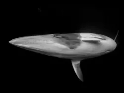 Karya Luar Biasa Finalis Kontes Fotografer Laut, Banyak di Indonesia